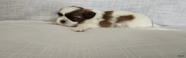Nugget