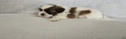Shih Tzu dogs for sale: Nugget - Ad 1