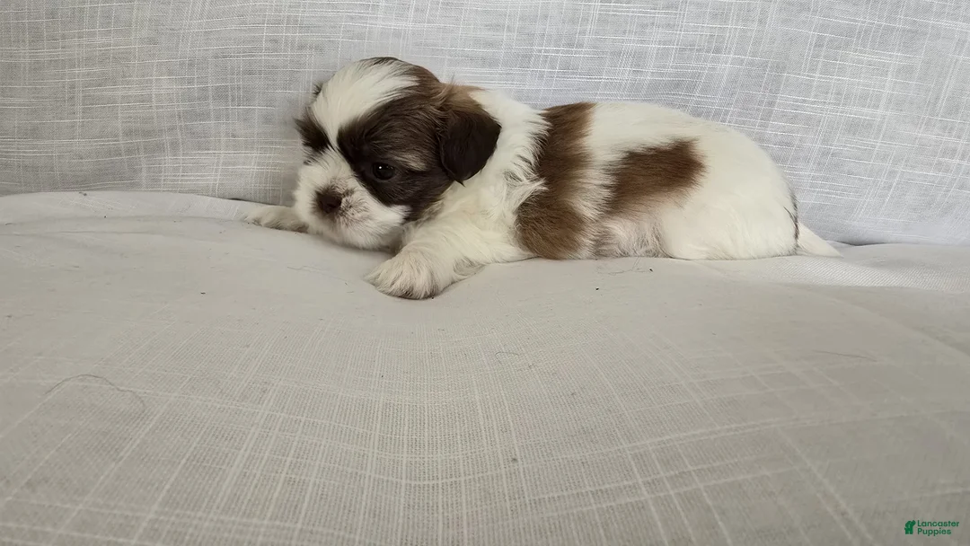 Shih Tzu dogs for sale: Nugget - Ad 1