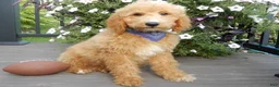 Mini Goldendoodle dogs for sale: Mason (medium) - Ad 4