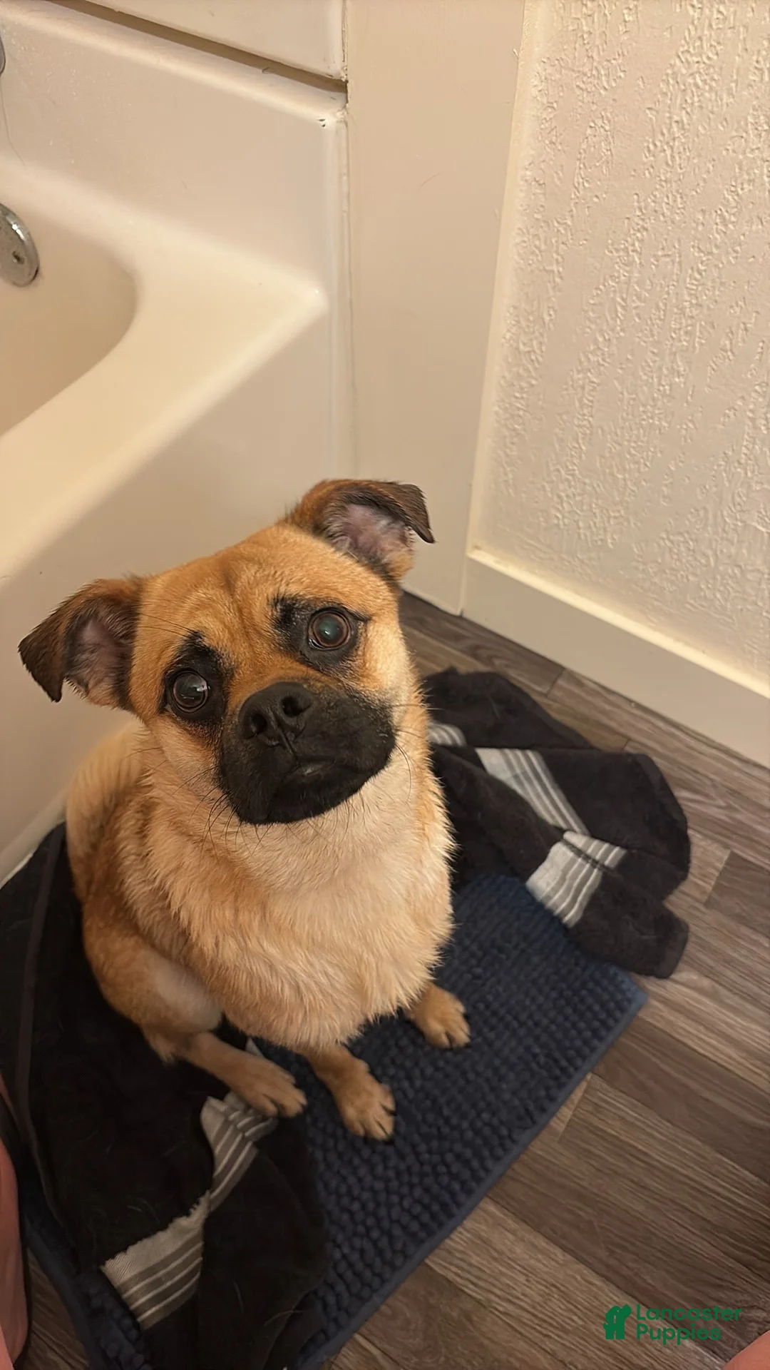 Jug dogs for sale: Otis - Ad 3
