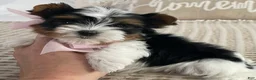 Biewer Terrier dogs for sale: Little Maya - Ad 3