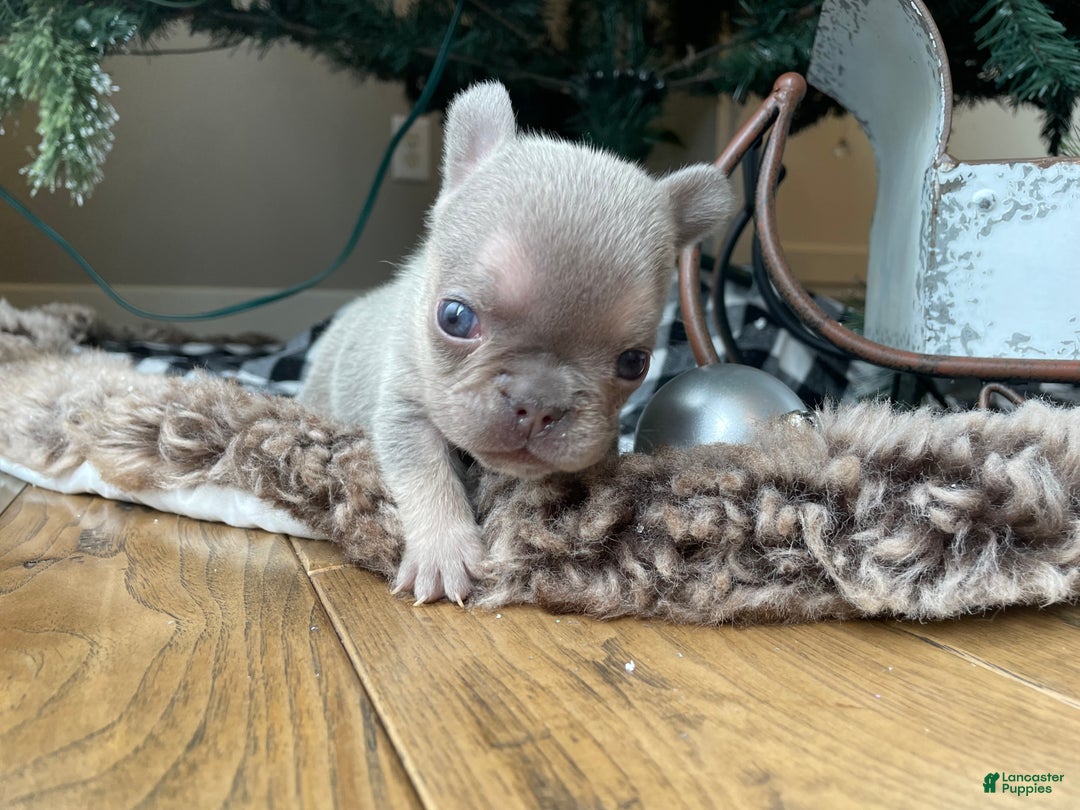 French Bulldog dogs for sale: Everest - Ad 3