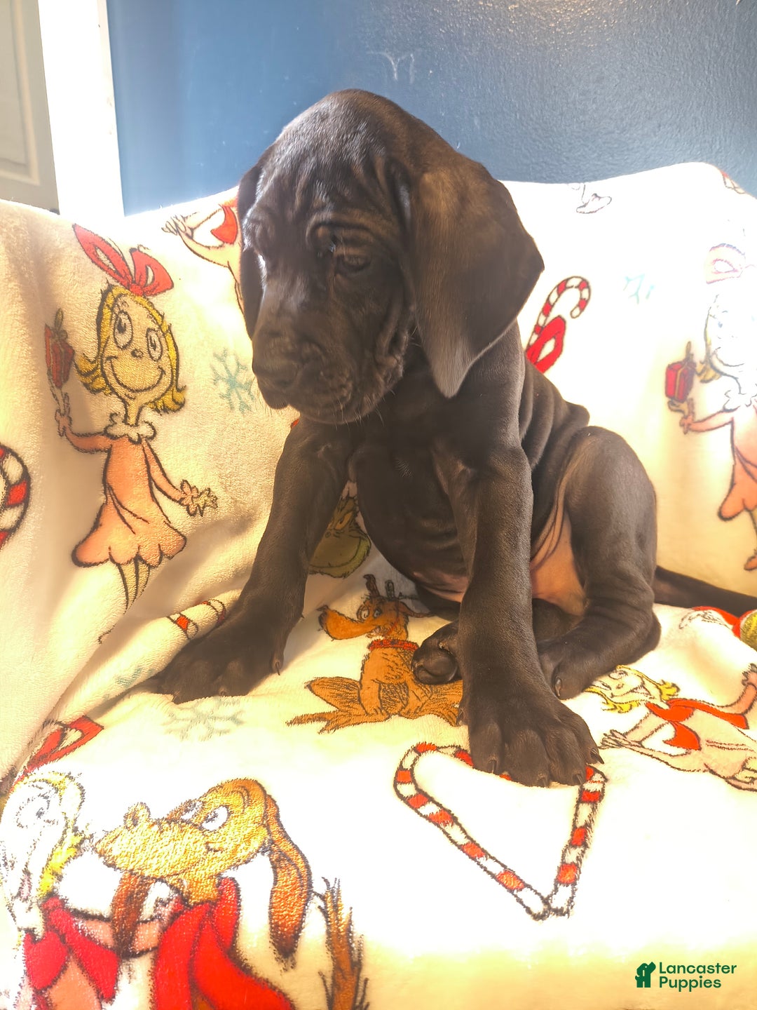 Great Dane dogs for sale: Havoc  - Ad 2