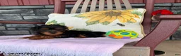 Yorkiepoo dogs for sale: Banjo - Ad 19
