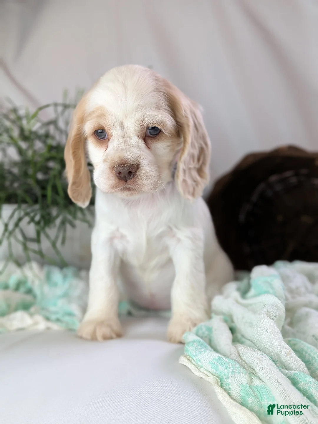 Cocker Spaniel dogs for sale: Zoey - Ad 1