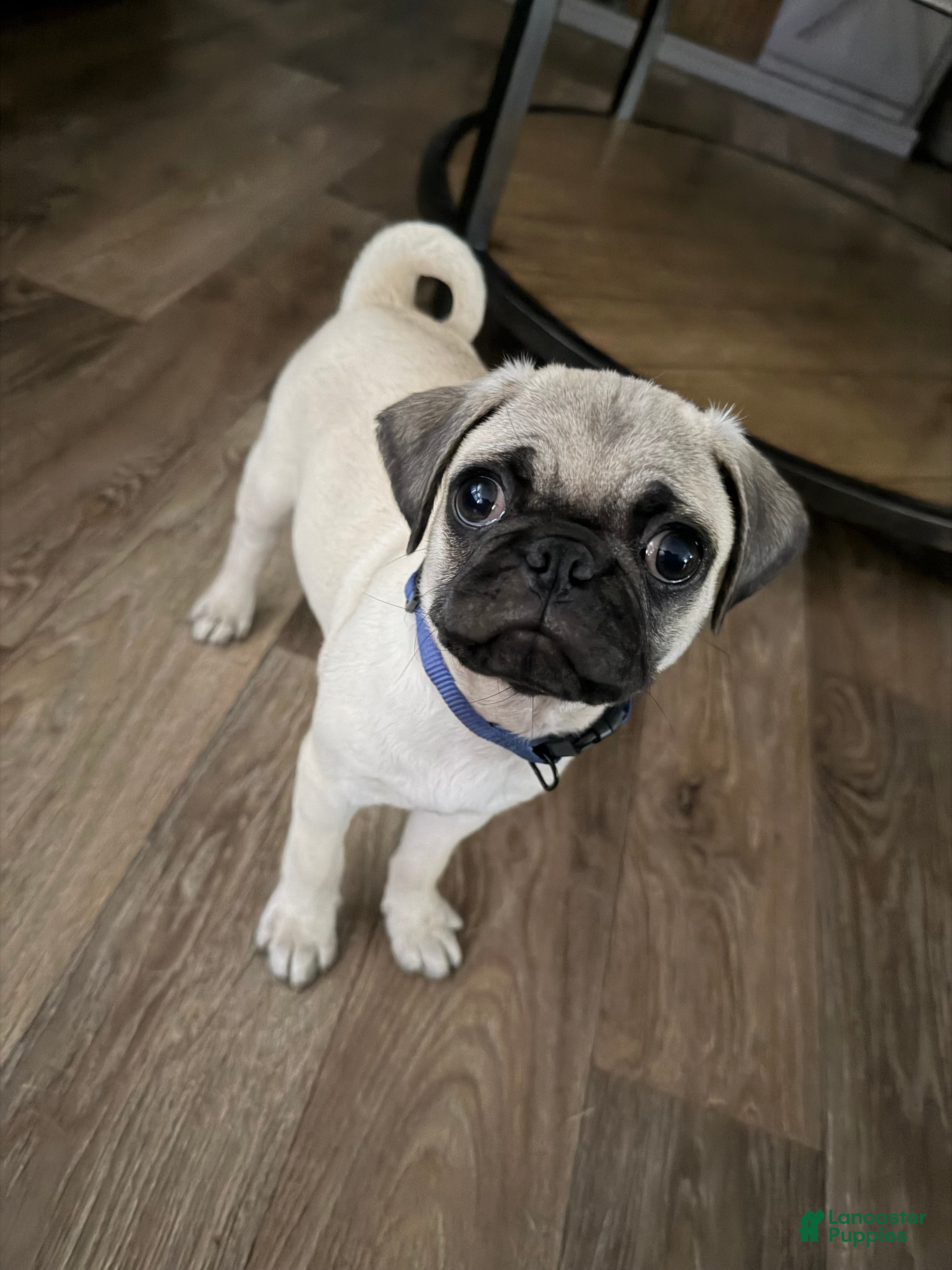 Pug dogs buzz RED collar - Ad 39