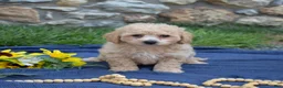Bichpoo dogs for sale: Coach - Ad 4