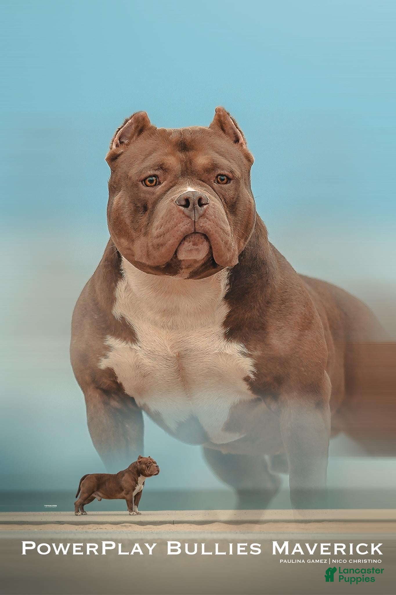 American Bully dogs ABKC Champion Maverick  - Ad 1