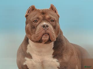 American Bully dogs ABKC Champion Maverick - Ad 5