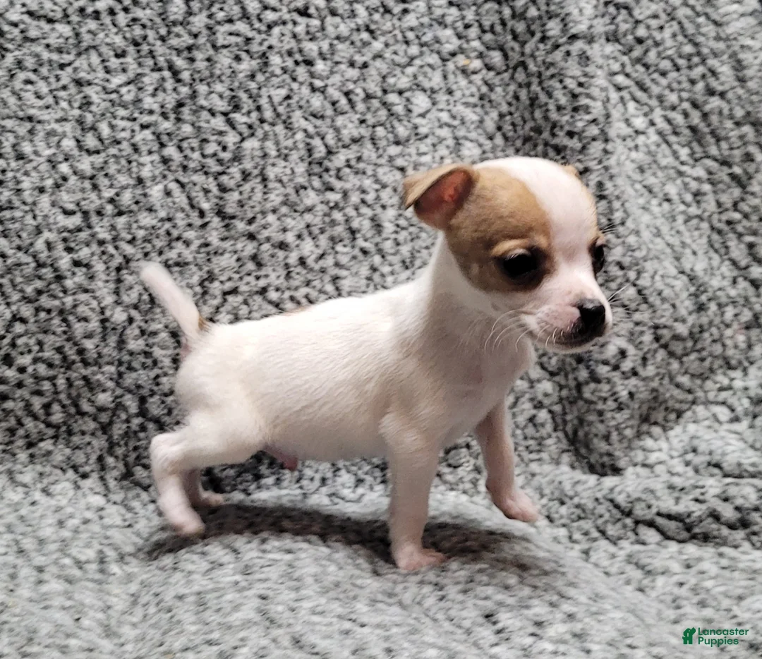 Jack Russell Terrier dogs for sale: Westfork's TATER - Ad 7