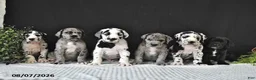 Great Dane dogs for sale: Jax - Ad 5