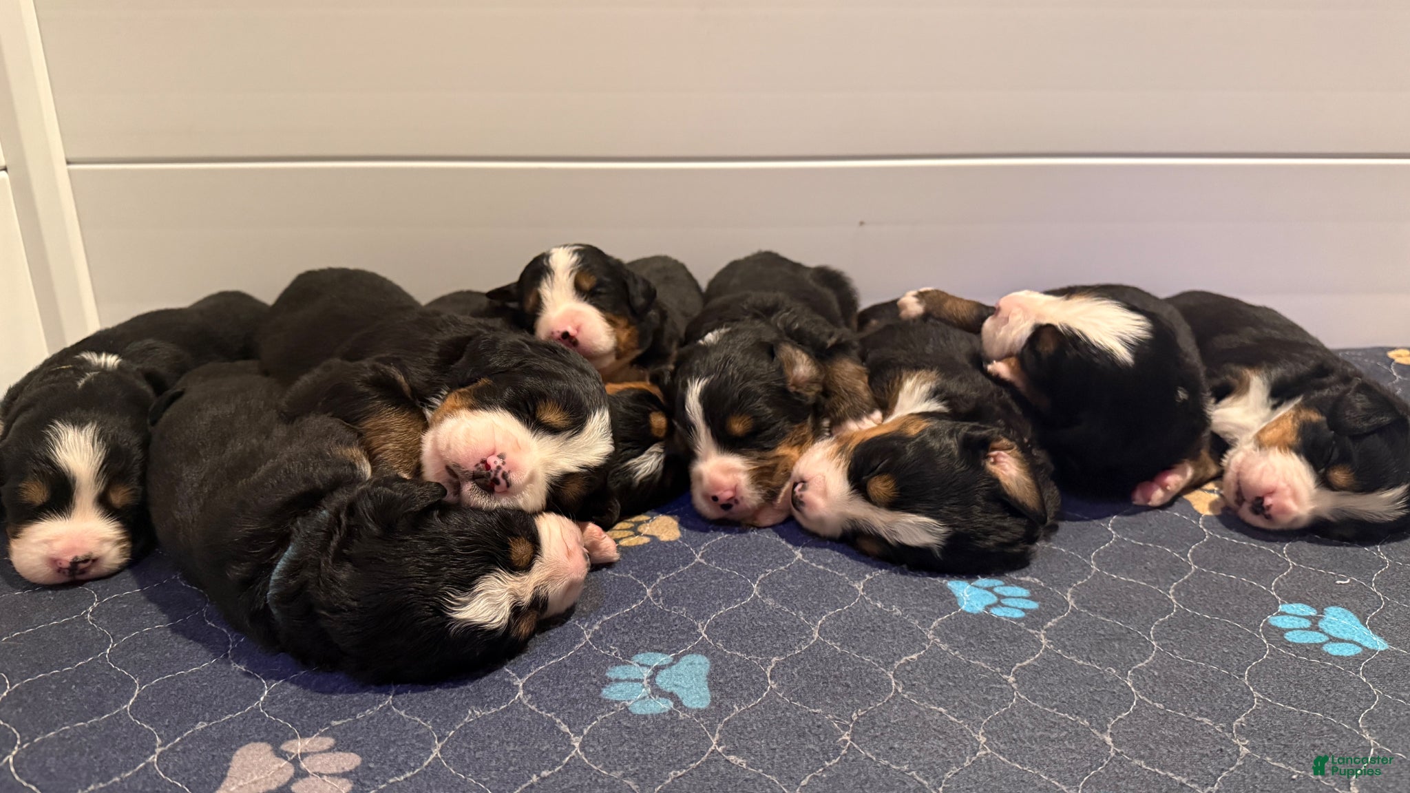 Bernese Mountain Dog dogs for sale: Bernese Mountain Dog Puppy 3 - Ad 3
