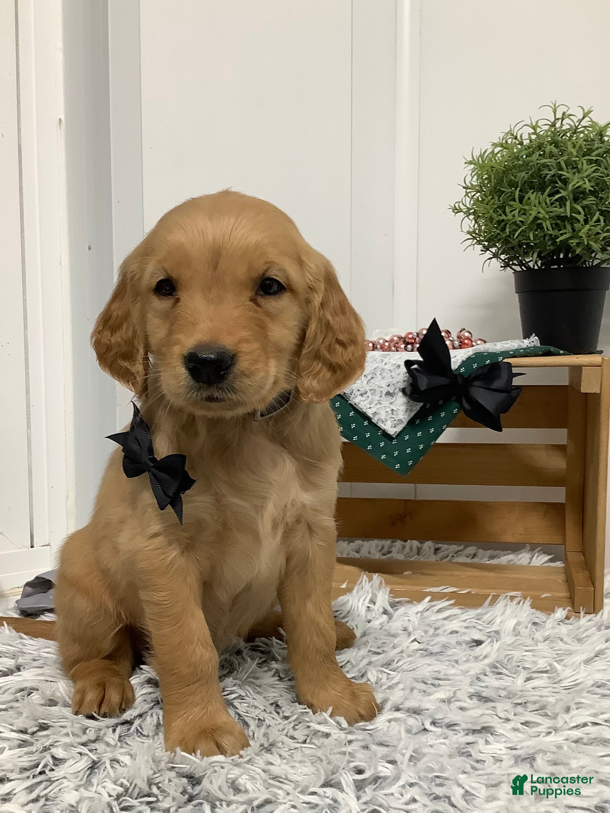 Golden Retriever Myles