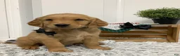 Golden Retriever dogs for sale: Golden Retriever Myles - Ad 1