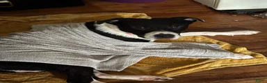 Mixed Breed 2