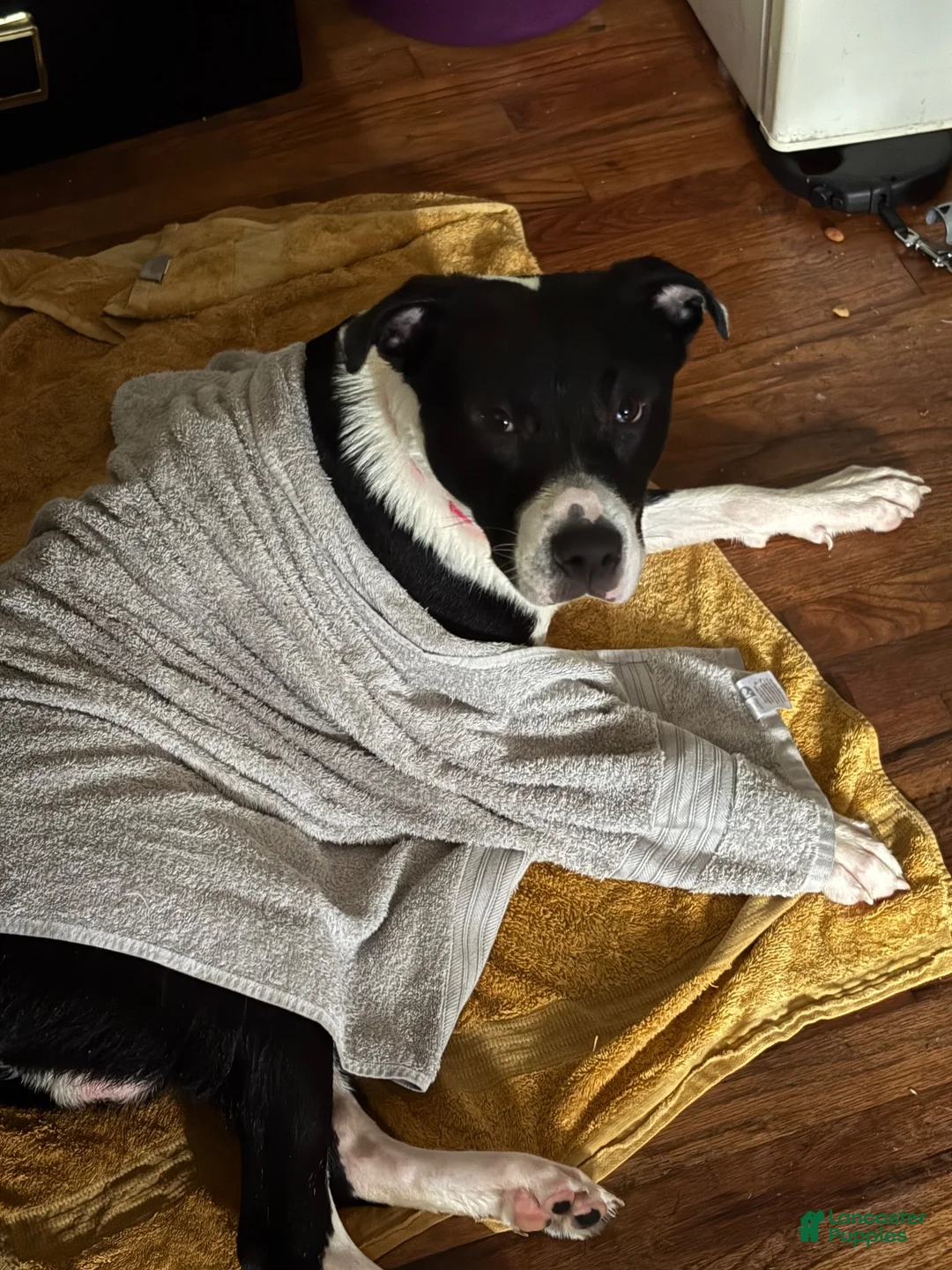 Mixed Breed dogs for sale: Mixed Breed 2 - Ad 1