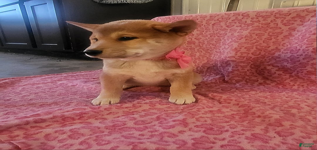 Gallery Image {{count}}