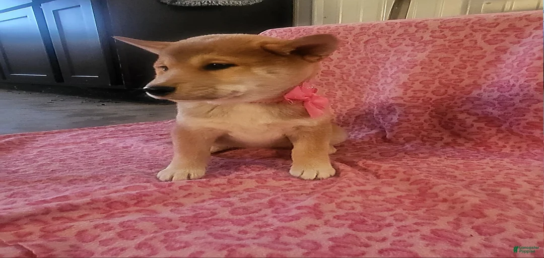 Gallery Image {{count}}