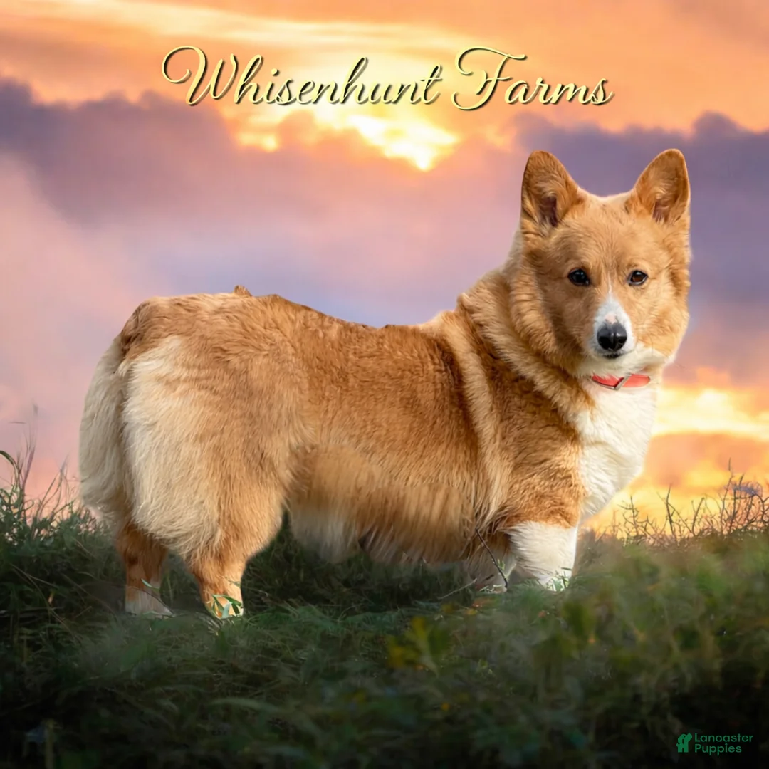 Welsh Corgi Pembroke dogs for sale: TC MALE - Ad 3