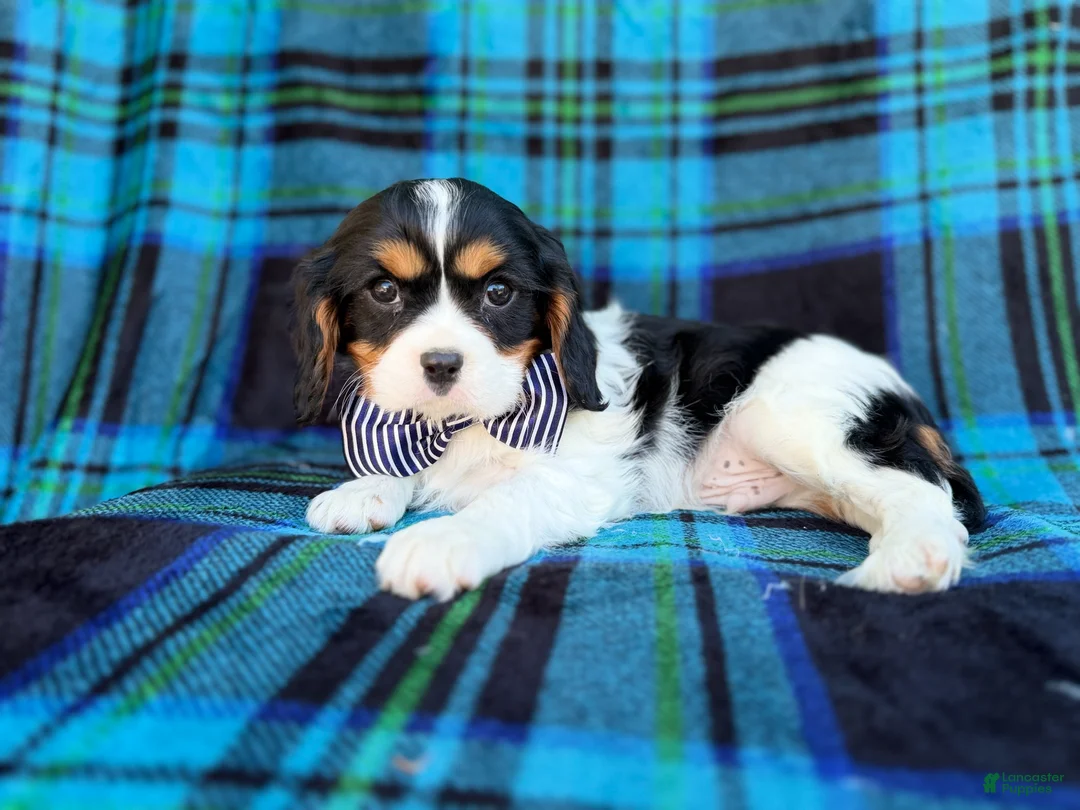 Cavalier King Charles Spaniel dogs for sale: Gus - Ad 2