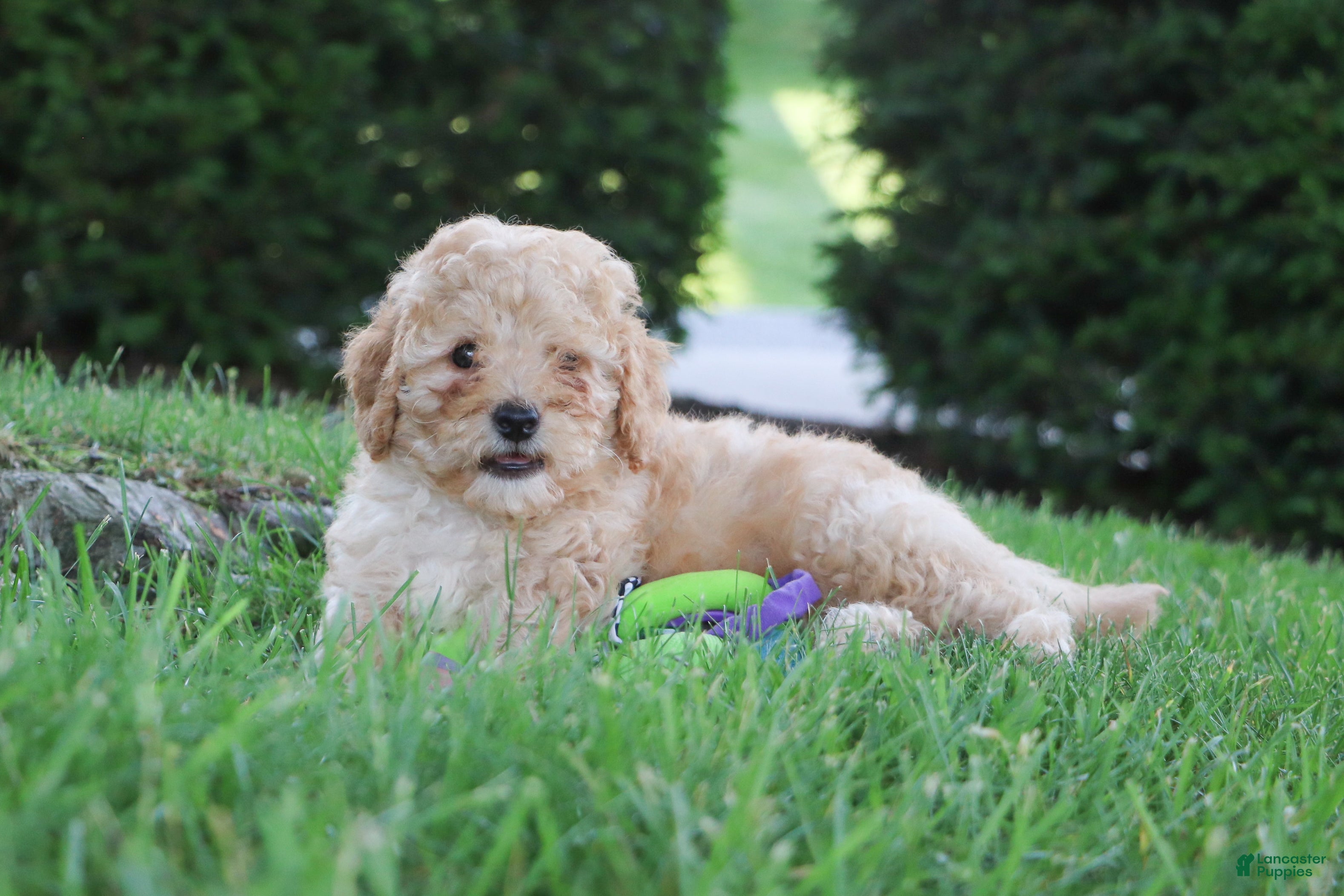 Cavapoo dogs Russel - Ad 2