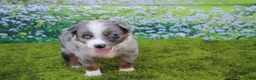 Australian Shepherd dogs for sale: Loki - Ad 5