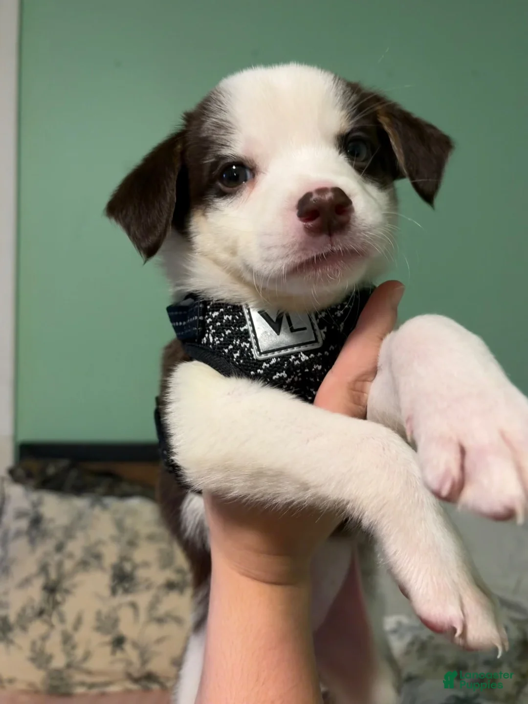 Mixed Breed dogs for sale: Woody - Ad 1