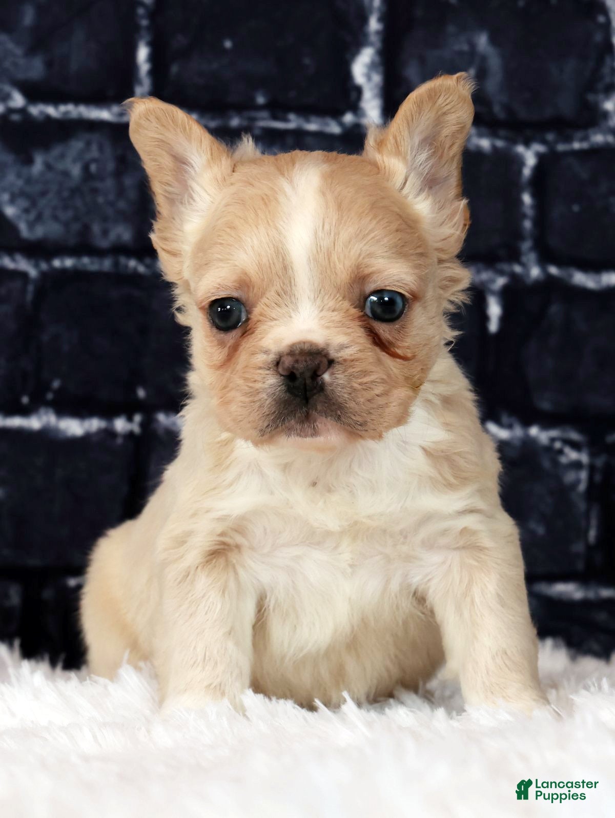 French Bulldog dogs Blaze - Ad 2