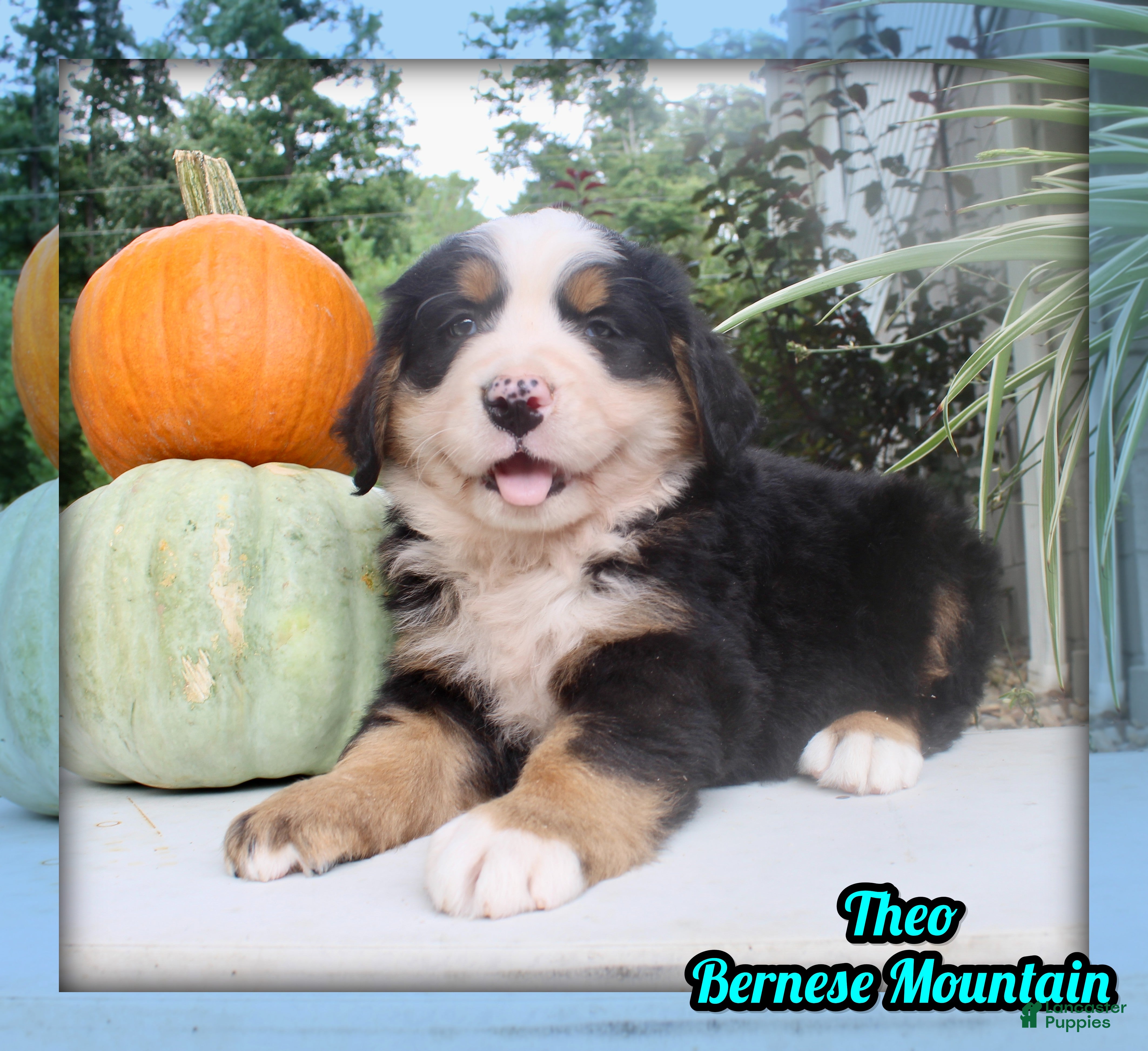 Bernese Mountain Dog dogs Theo - Ad 1
