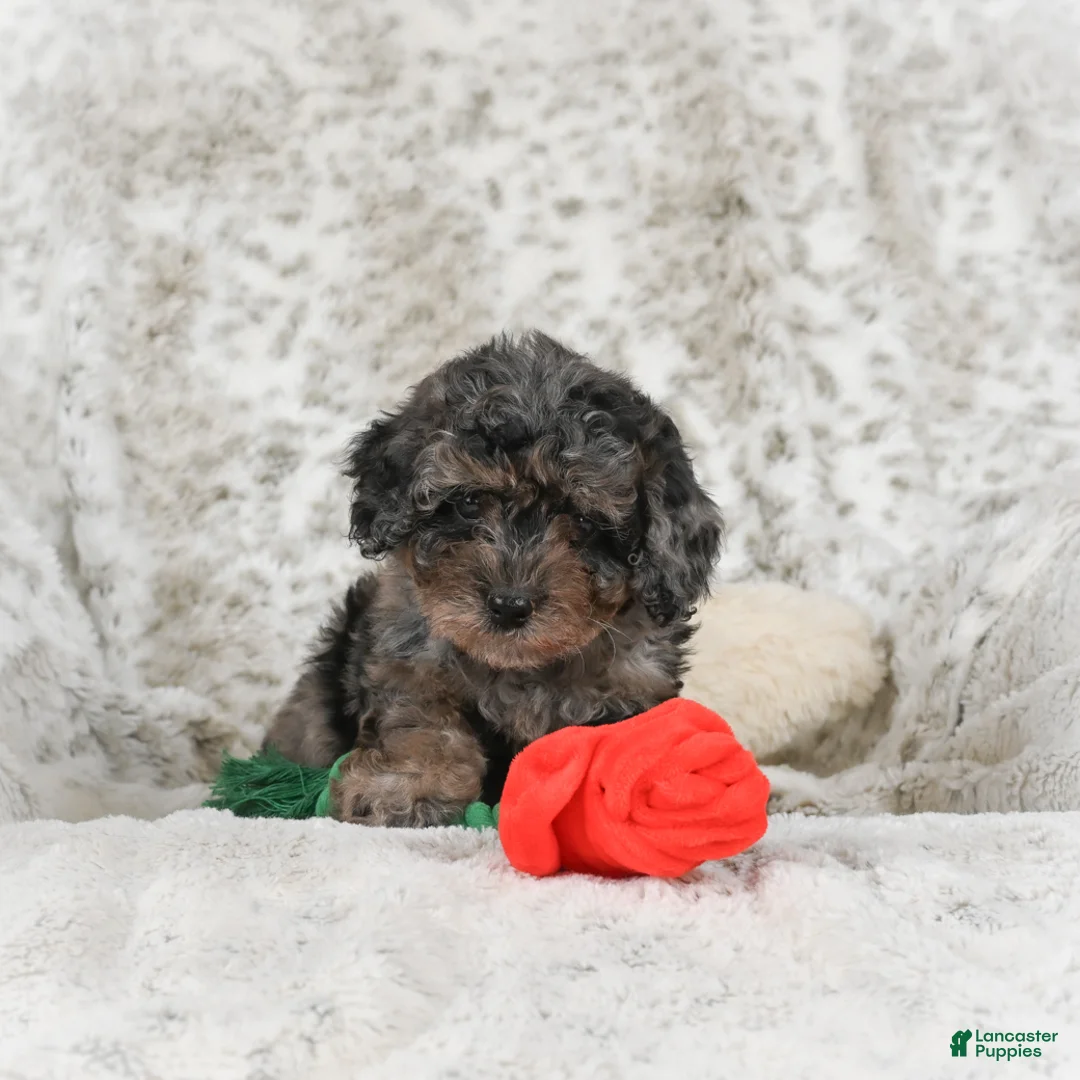 Cavapoo dogs for sale: Tootsie - Ad 3