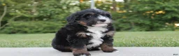 Mini Bernedoodle dogs for sale: Milo - Ad 3