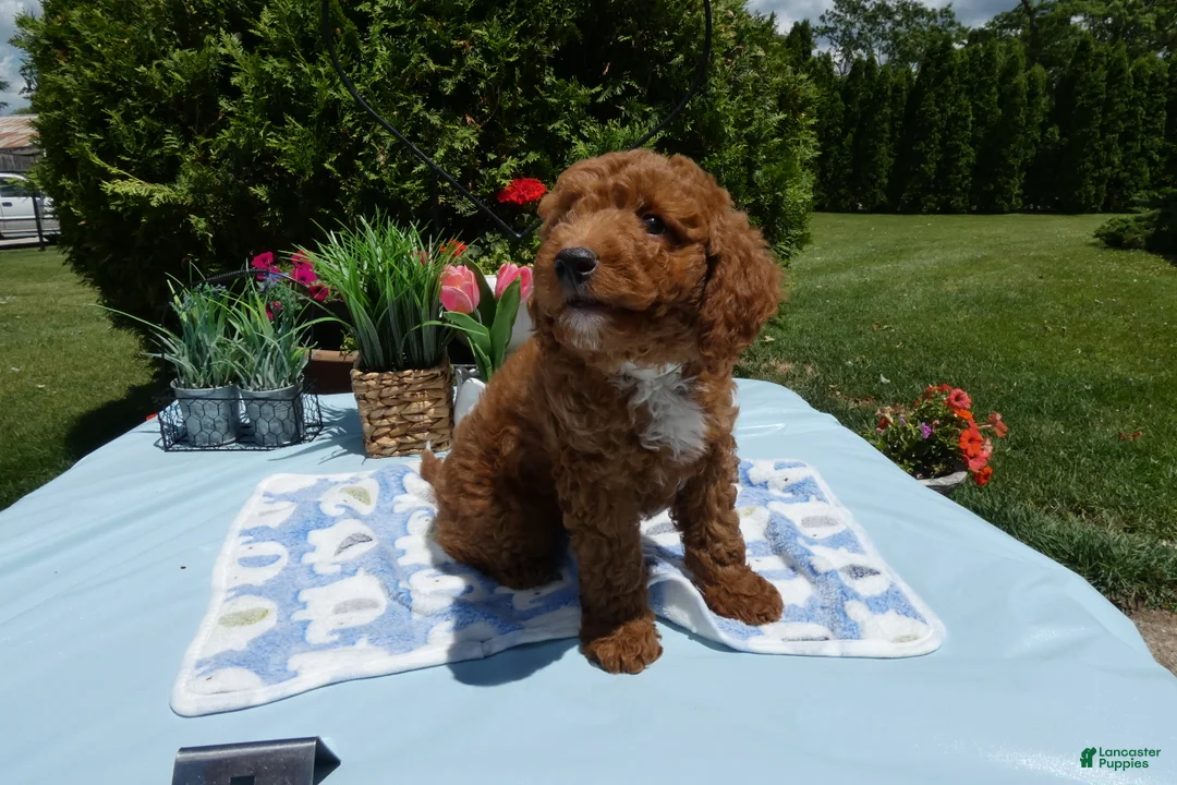 Mini Goldendoodle dogs for sale: Mini Goldendoodle 1 Trigger - Ad 2