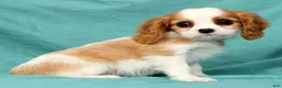 Cavalier King Charles Spaniel dogs for sale: Nora - Ad 5