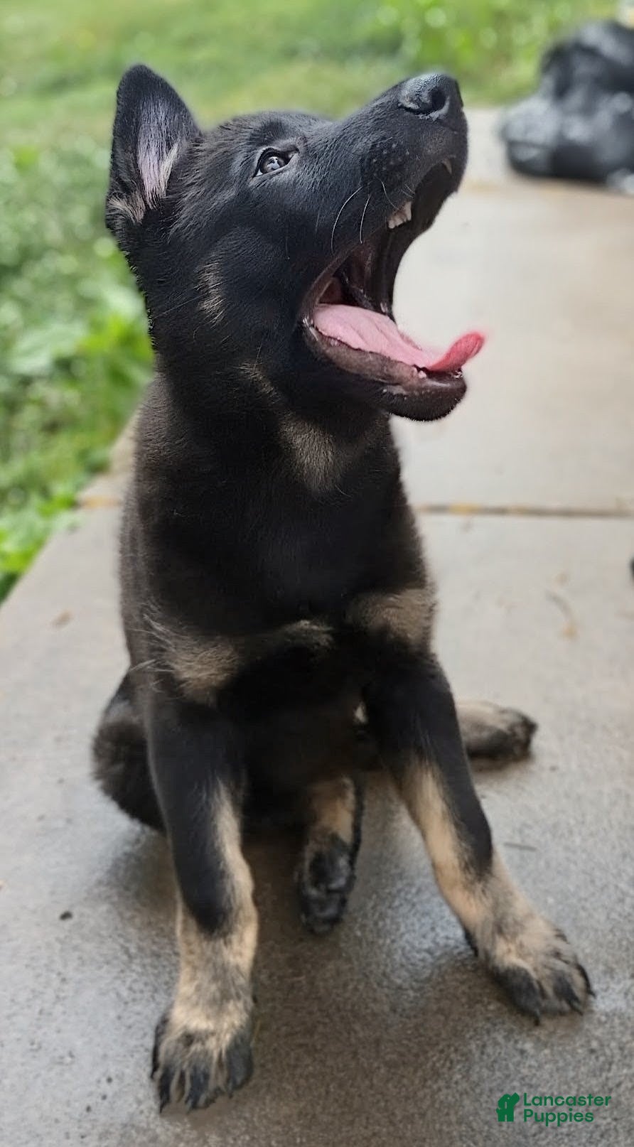 German Shepherd dogs AKC German Shepherd Puppy 3 - Ad 2
