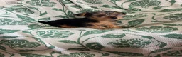 Yorkshire Terrier dogs for sale: Danny Boy - Ad 6