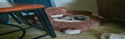 Shih Tzu dogs for sale: Shih Tzu Puppy 2 'Hope' - Ad 21