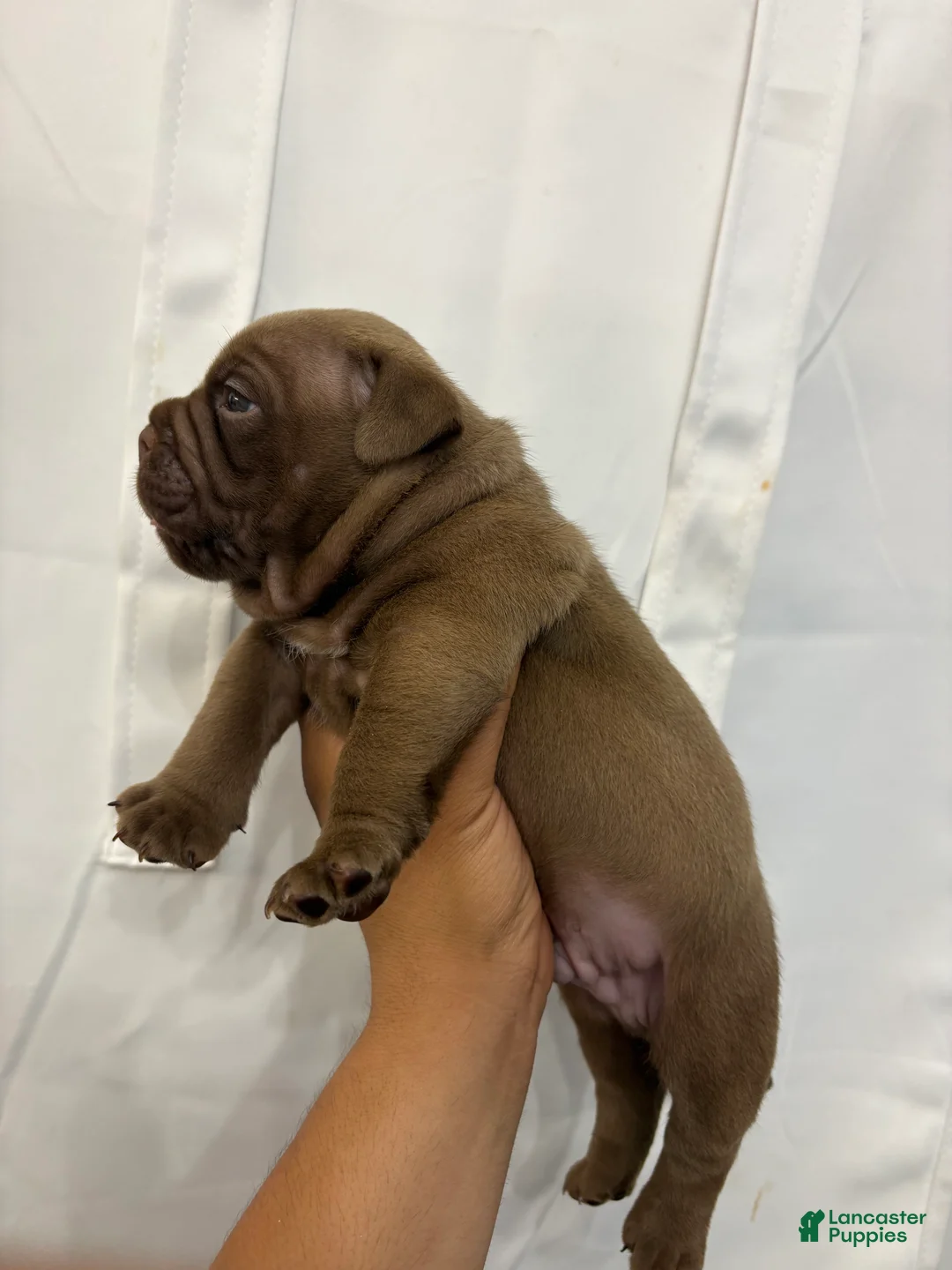 American Bully dogs for sale: American Bully 4 - Ad 2