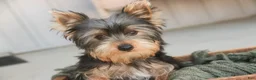 Yorkshire Terrier dogs for sale: Junior - Ad 3