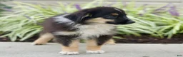 Miniature Australian Shepherd dogs for sale: Tanner  - Ad 3
