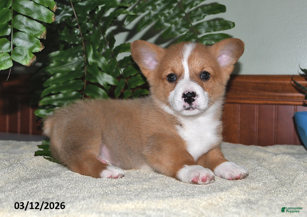 Welsh Corgi Pembroke dogs Tammy - Ad 2