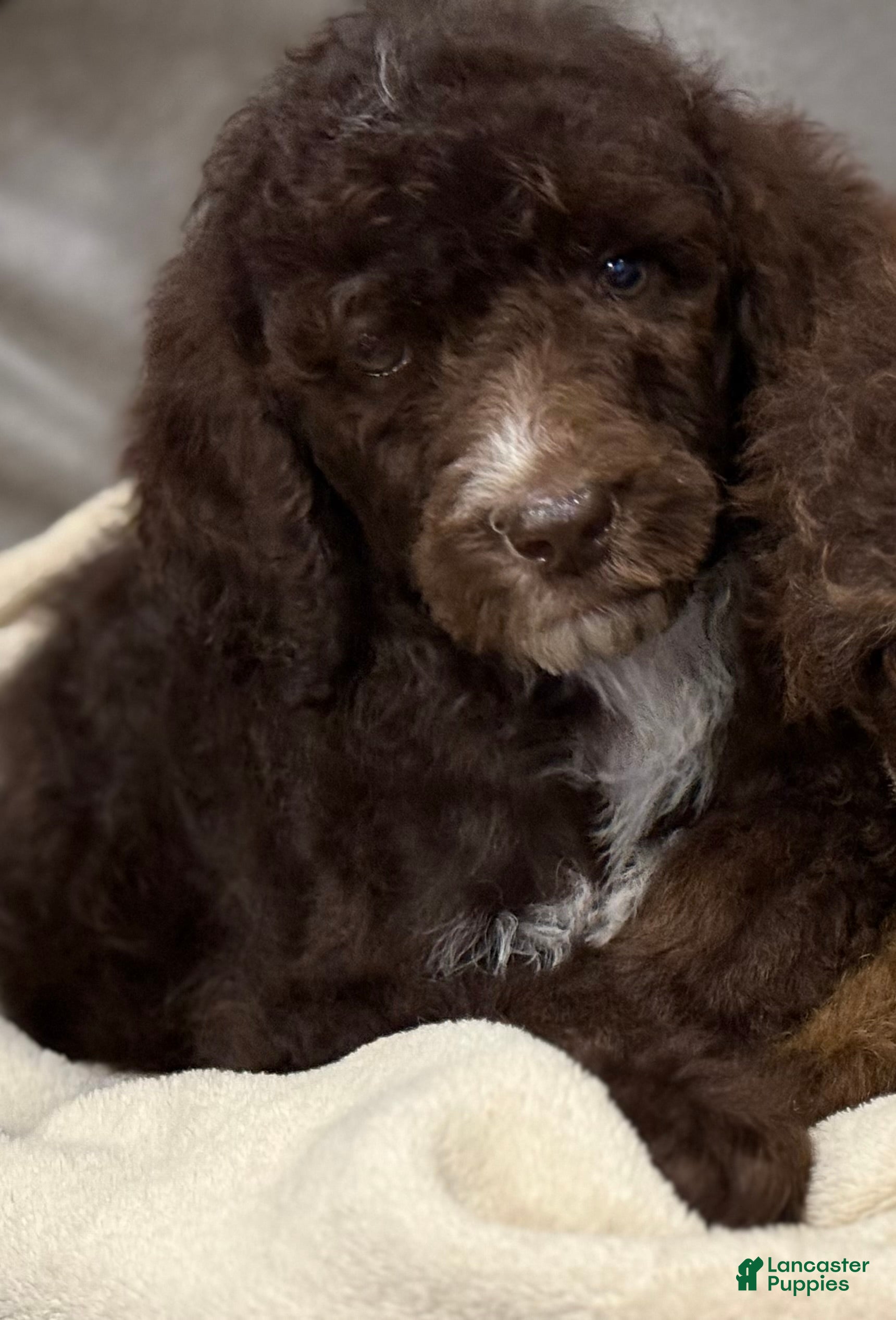 Standard Poodle dogs Standard Poodle Puppy 2 - Ad 37