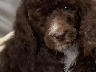 Standard Poodle dogs Standard Poodle Puppy 2 - Ad 27