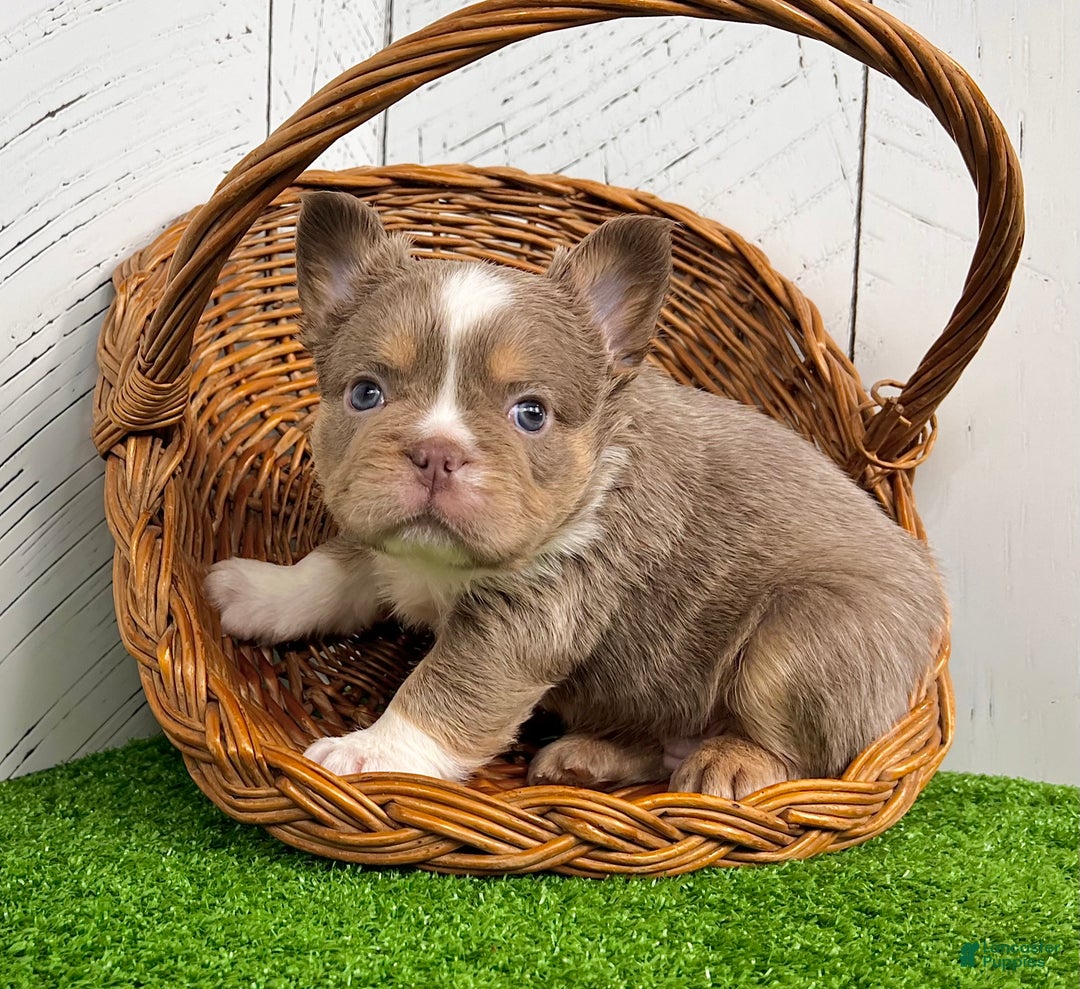 French Bulldog dogs for sale: Boss - Ad 2