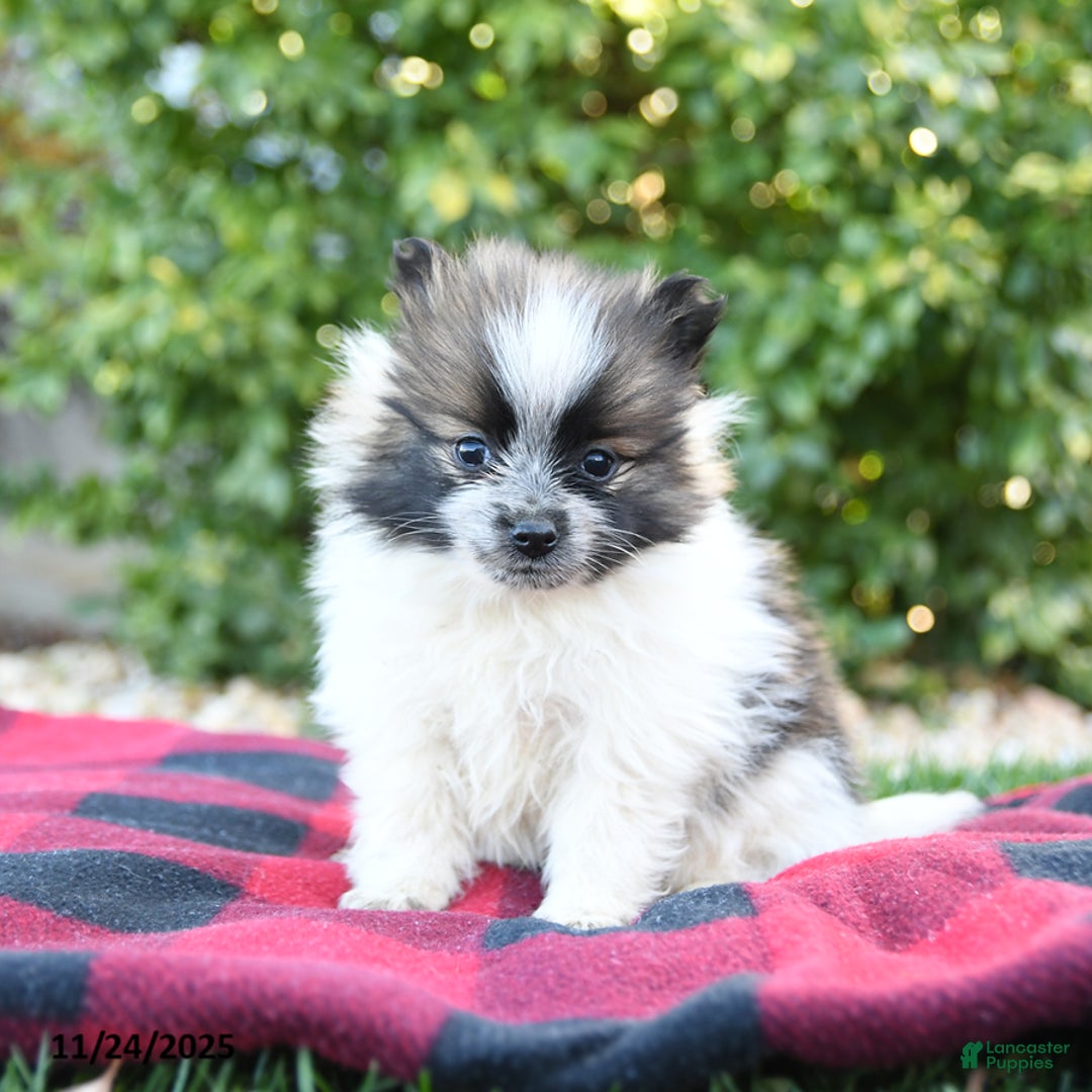 Pomeranian dogs for sale: Paloma - Ad 1