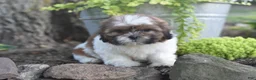 Shih Tzu dogs for sale: Bella - Ad 6