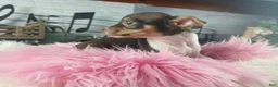 Chihuahua dogs for sale: Chocolate teacup Chihuahua girl. Hand delivery - Ad 4