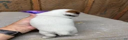 Jack Russell Terrier dogs for sale: Boy 2 - Ad 5