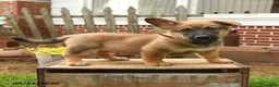 Mixed Breed dogs for sale: Tumbling Teddy - Ad 3
