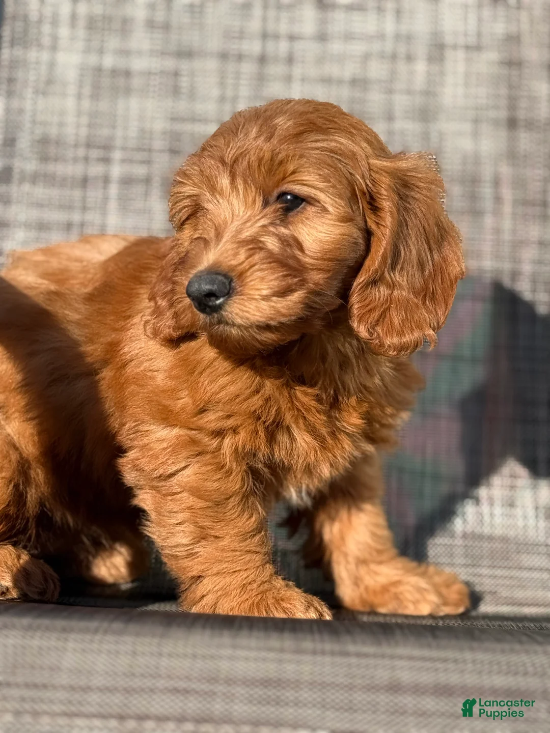 Mini Goldendoodle dogs for sale: Mini Goldendoodle 3 - Ad 3
